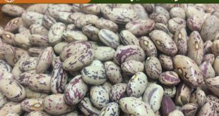 فروش عمده لوبیا چیتی آفریقا تازه